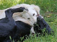 Puppys van Bliss040622-0155